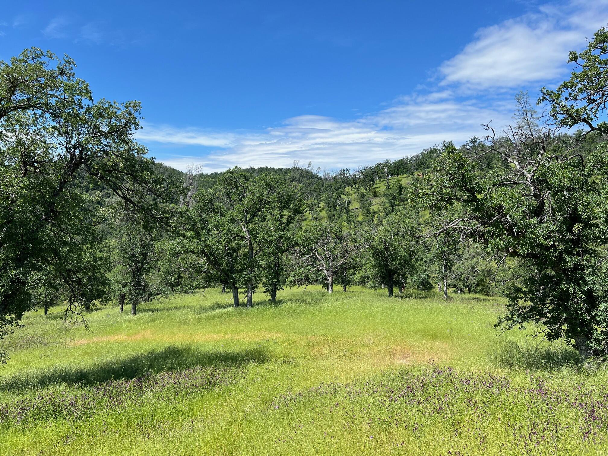 40 Trinity Alps Vista Road Igo, CA 96047 - Photo 8 of 20 a view of outdoor space with a garden