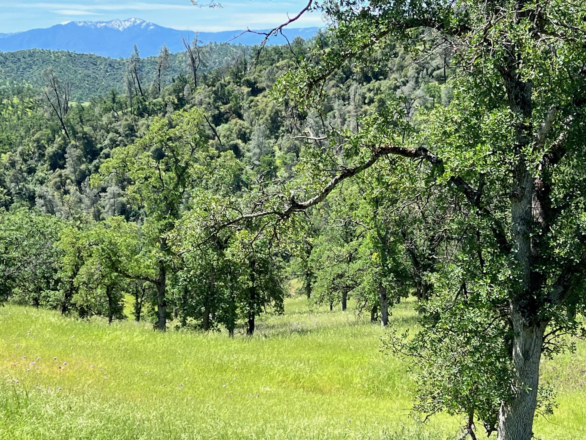 40 Trinity Alps Vista Road Igo, CA 96047 - Photo 10 of 20 a view of a green yard