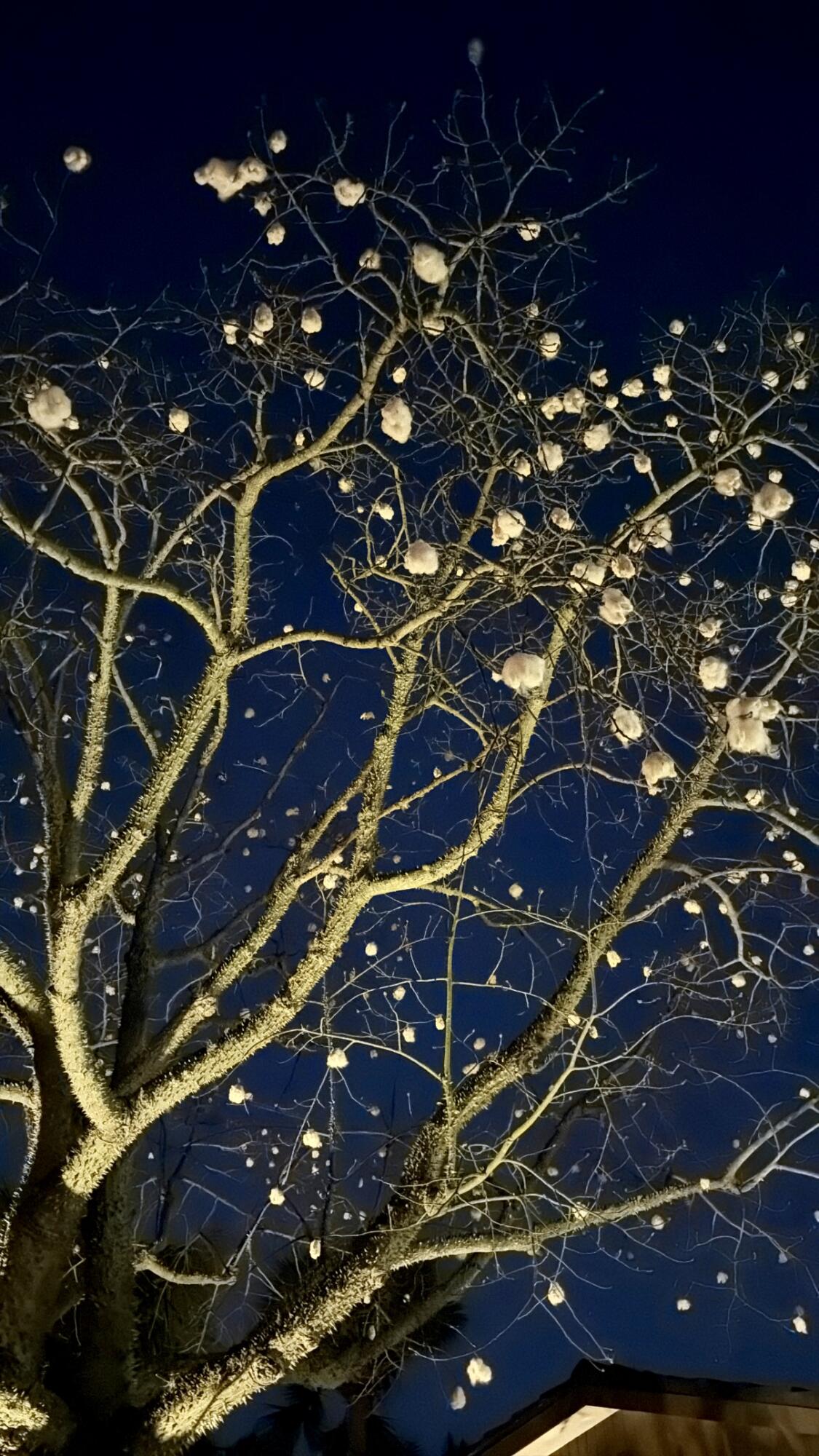 924 Southwest 11th Street Boca Raton, FL 33486 - Photo 18 of 18 723D207C-427C-4C36-8728-D825AF0C9576