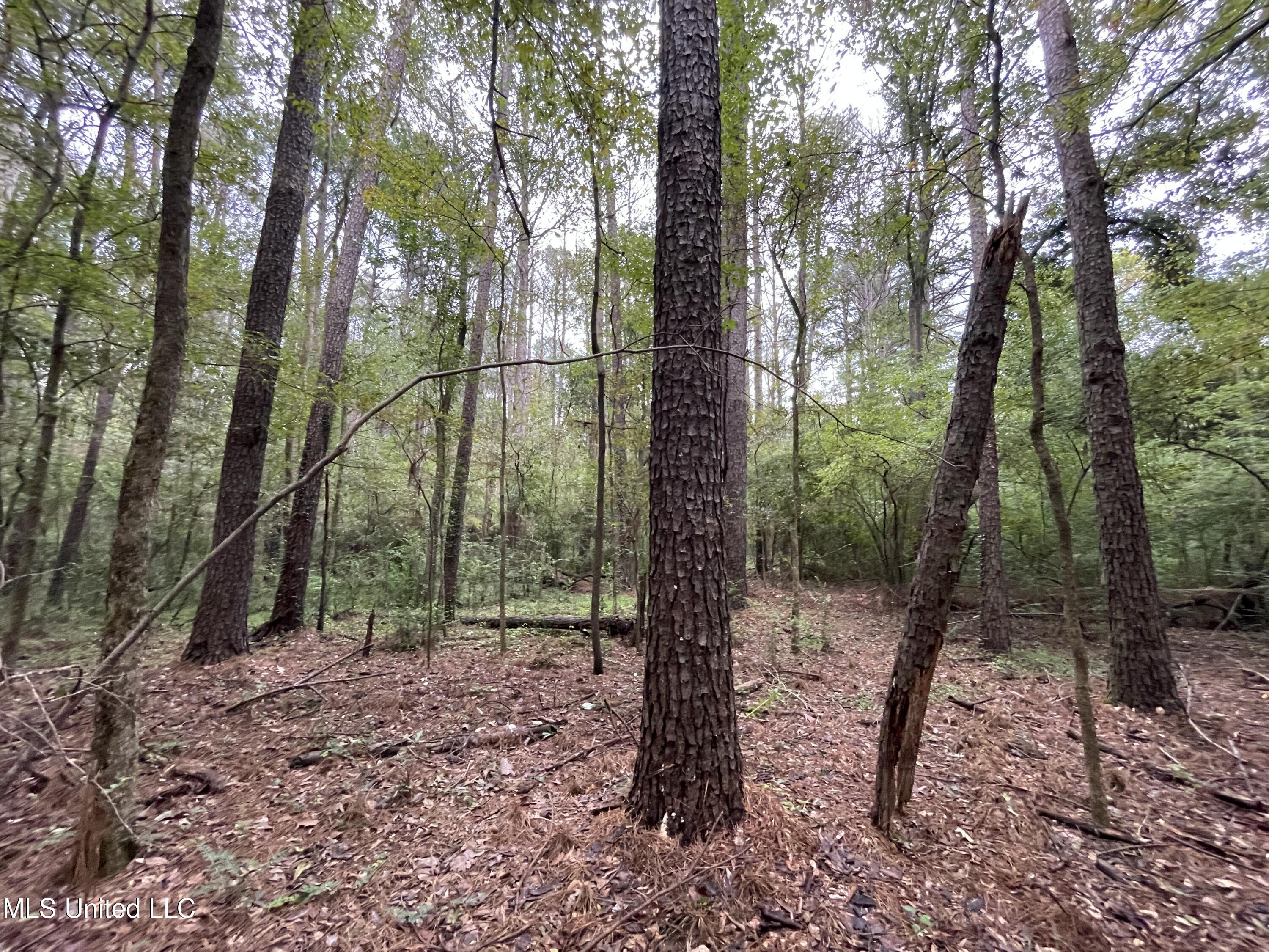 Methodist Home Road Jackson, MS 39213 - Photo 1 of 13 trees