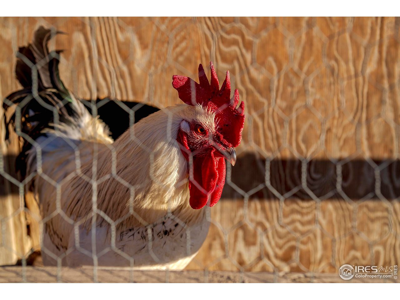 8642 Mineral Road Longmont, CO 80503 - Photo 13 of 41 Creatures galore