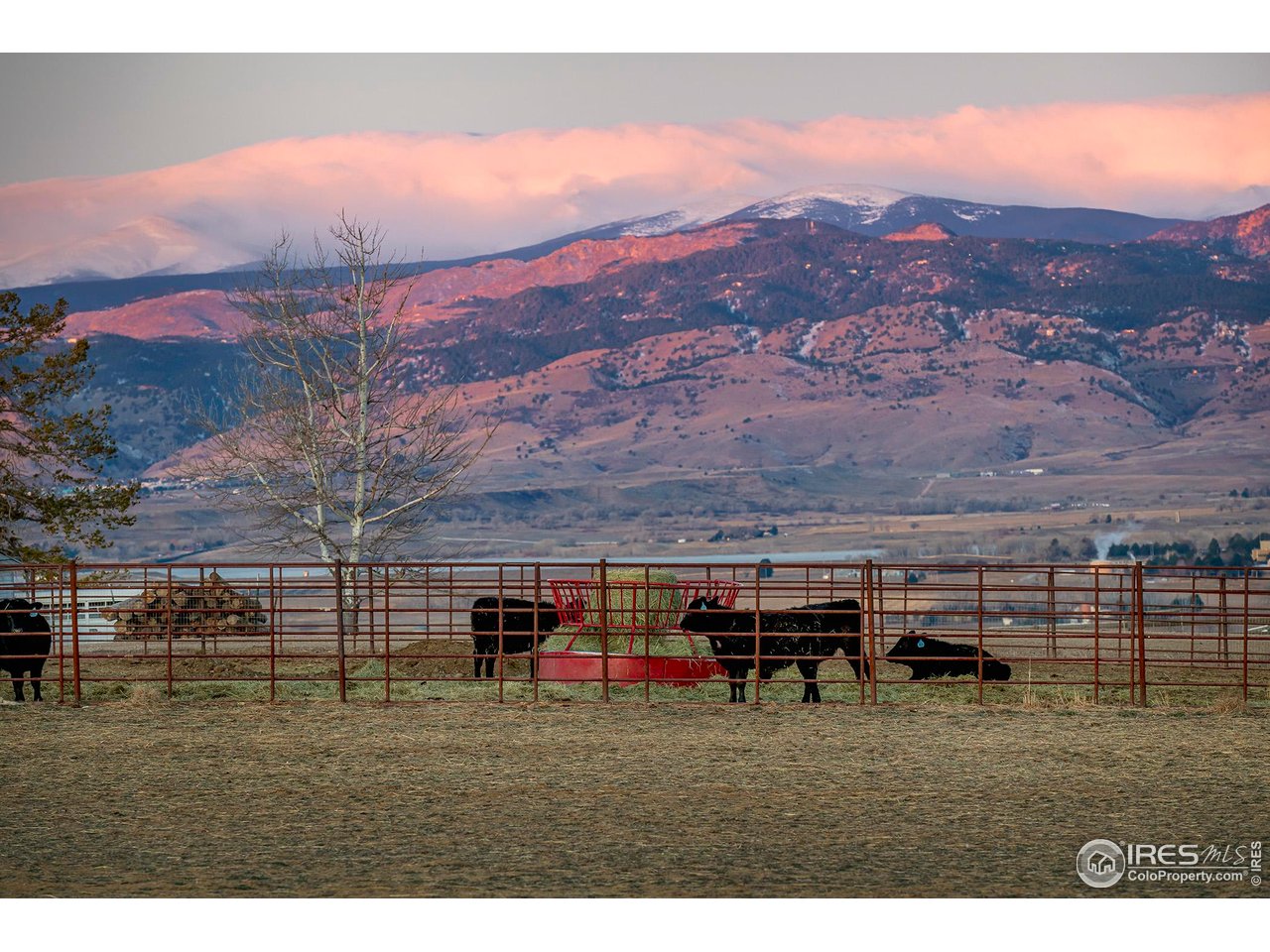 8642 Mineral Road Longmont, CO 80503 - Photo 7 of 50 Even the livestock have views