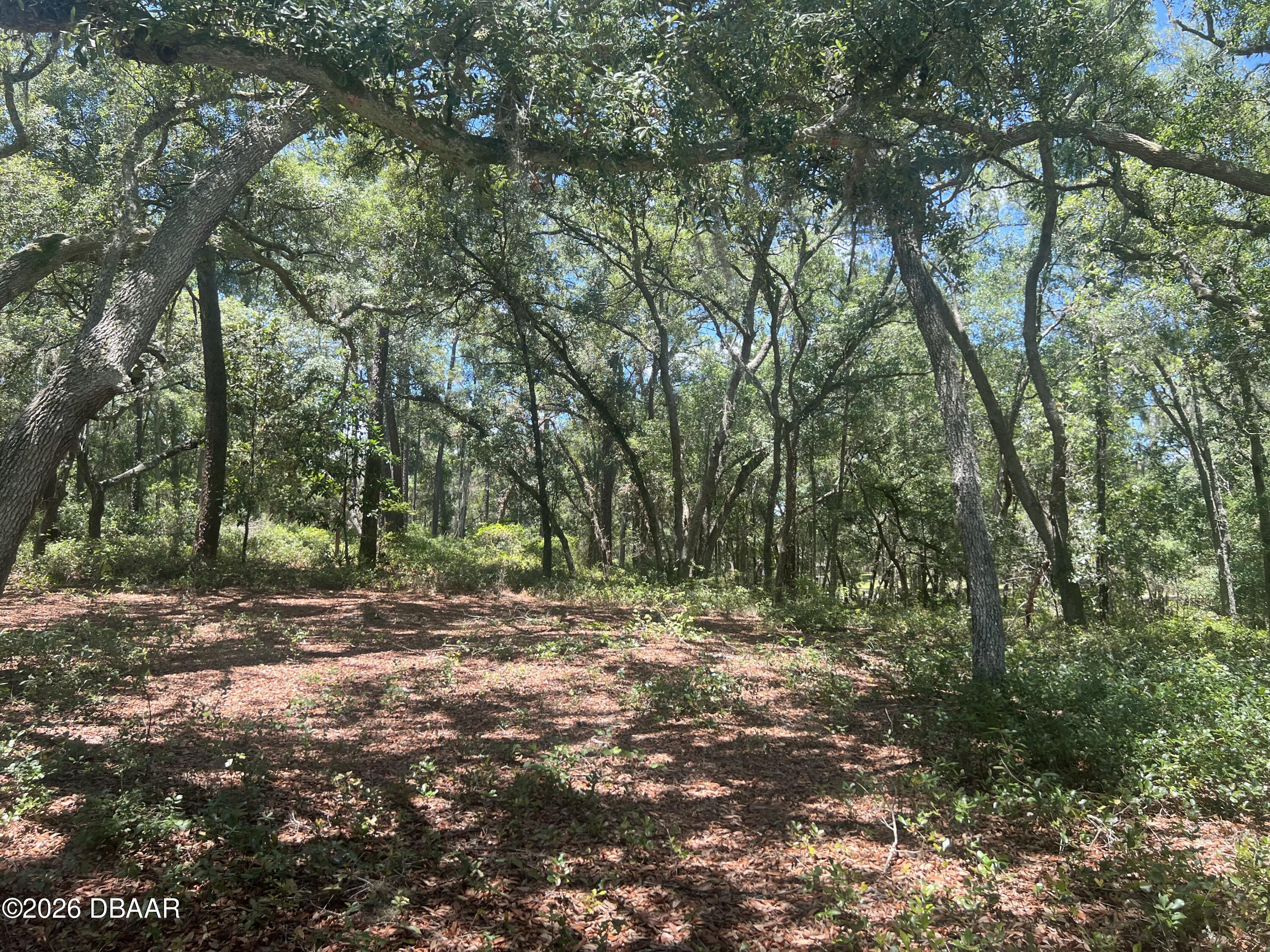 1425 Renbar Road De Leon Springs, FL 32130 - Photo 5 of 16 IMG_3566