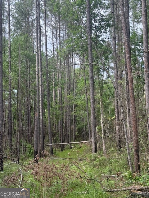 a view of forest