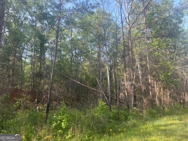 0 Lower Lumpkin Road Georgetown, GA 39854 - Photo 14 of 23 a view of a forest with a house