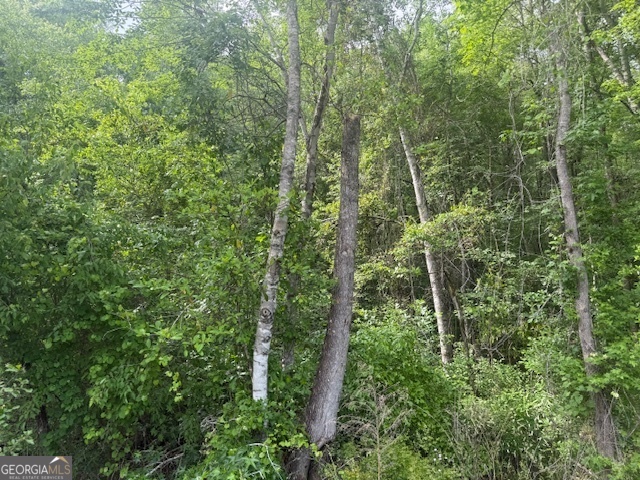 0 Lower Lumpkin Road Georgetown, GA 39854 - Photo 17 of 23 a view of a lush green forest