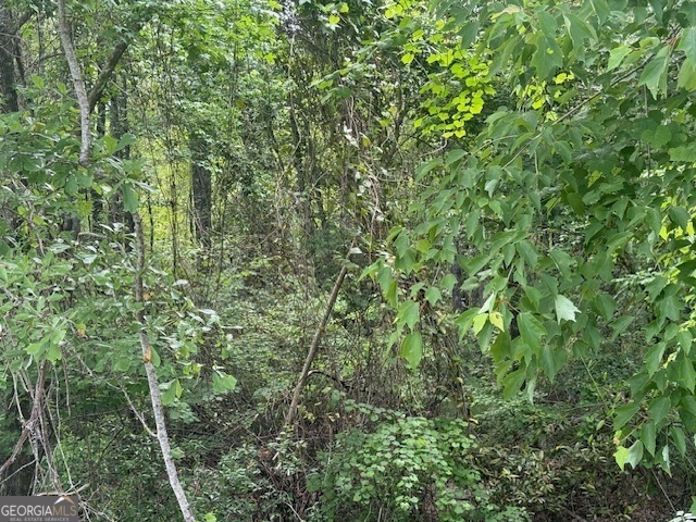 0 Lower Lumpkin Road Georgetown, GA 39854 - Photo 20 of 23 a view of a lush green forest