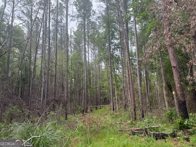0 Lower Lumpkin Road Georgetown, GA 39854 - Photo 3 of 23 a view of outdoor space and green space