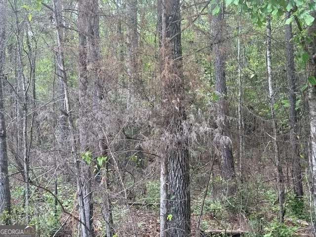 a close up of a tree