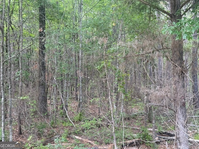 0 Lower Lumpkin Road Georgetown, GA 39854 - Photo 7 of 23 a view of a forest