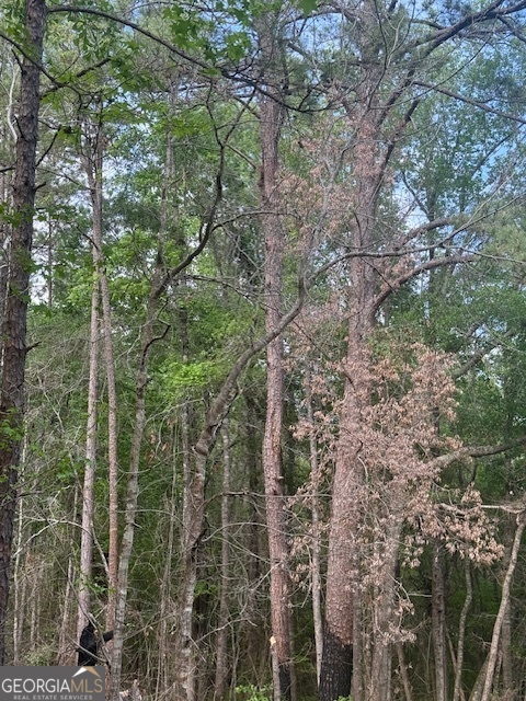 0 Lower Lumpkin Road Georgetown, GA 39854 - Photo 8 of 23 a view of a forest with a tree