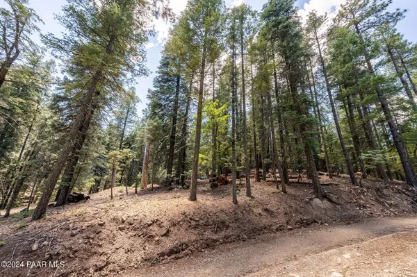 a row of trees with lots of trees