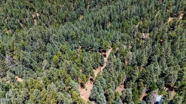a view of a lush green forest