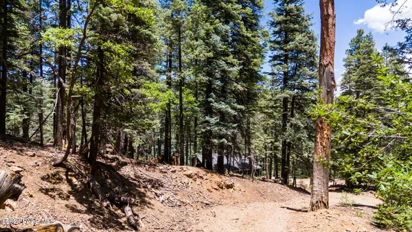 a view of forest