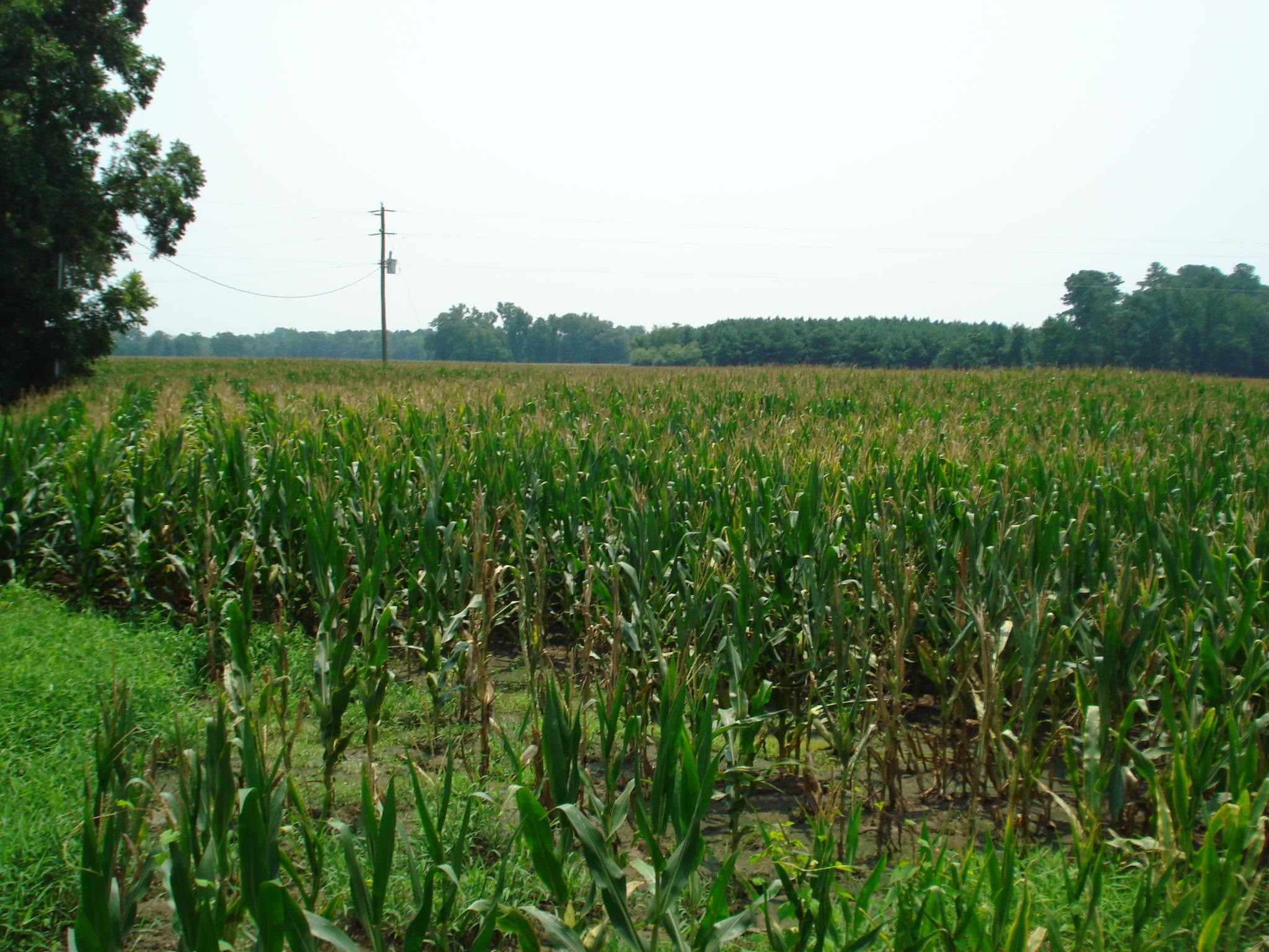 0 Bud Hawkins Road Dunn, NC 28334 - Photo 2 of 10 Photo 2