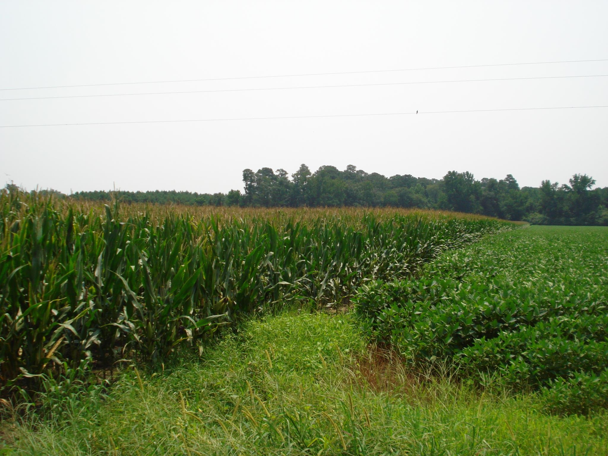 0 Bud Hawkins Road Dunn, NC 28334 - Photo 6 of 10 Photo 6