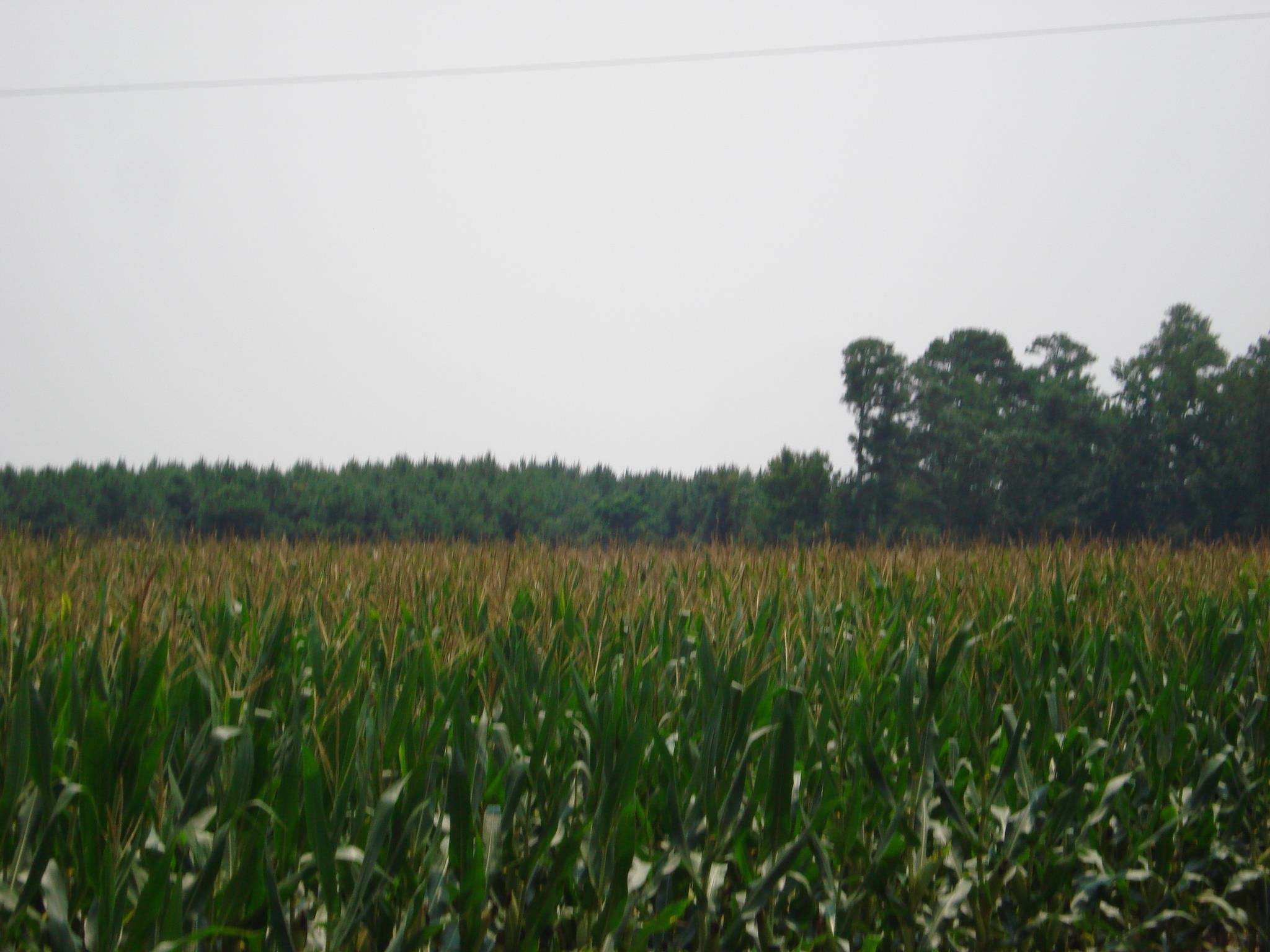 0 Bud Hawkins Road Dunn, NC 28334 - Photo 7 of 10 Photo 7