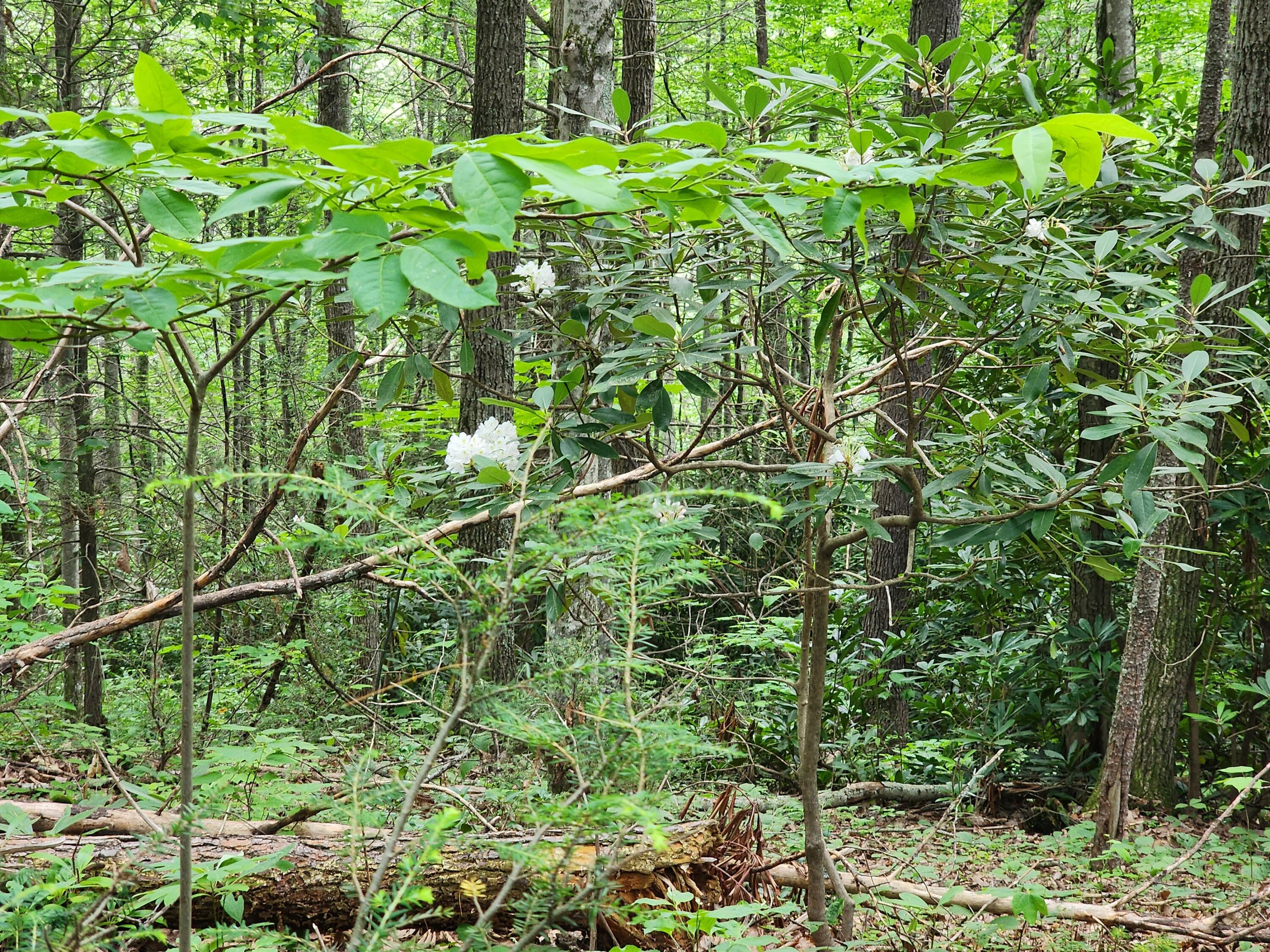 1253 Ryder Church Road Bluff City, TN 37618 - Photo 12 of 75 20230627_114107