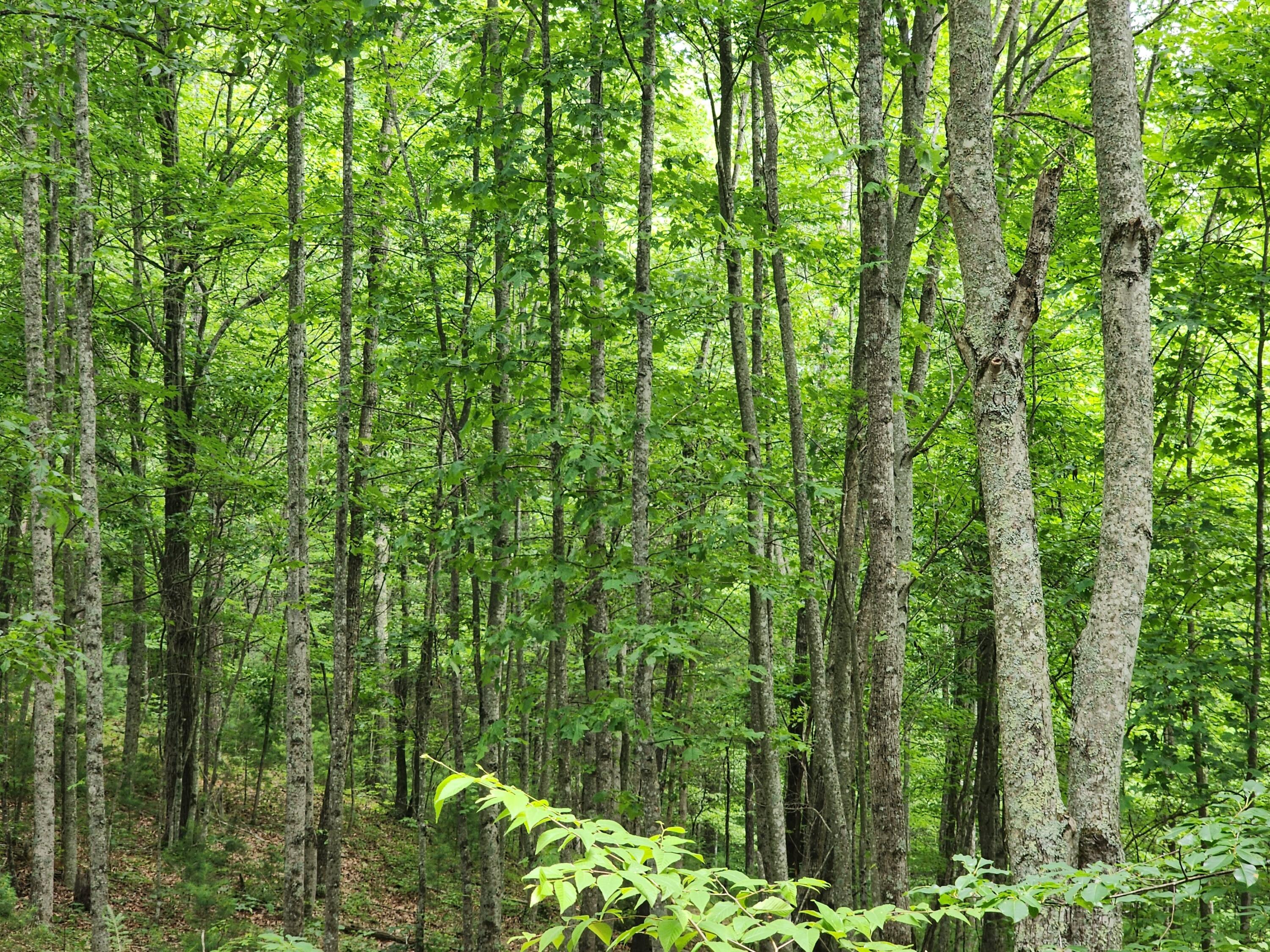 1253 Ryder Church Road Bluff City, TN 37618 - Photo 13 of 75 20230627_115320