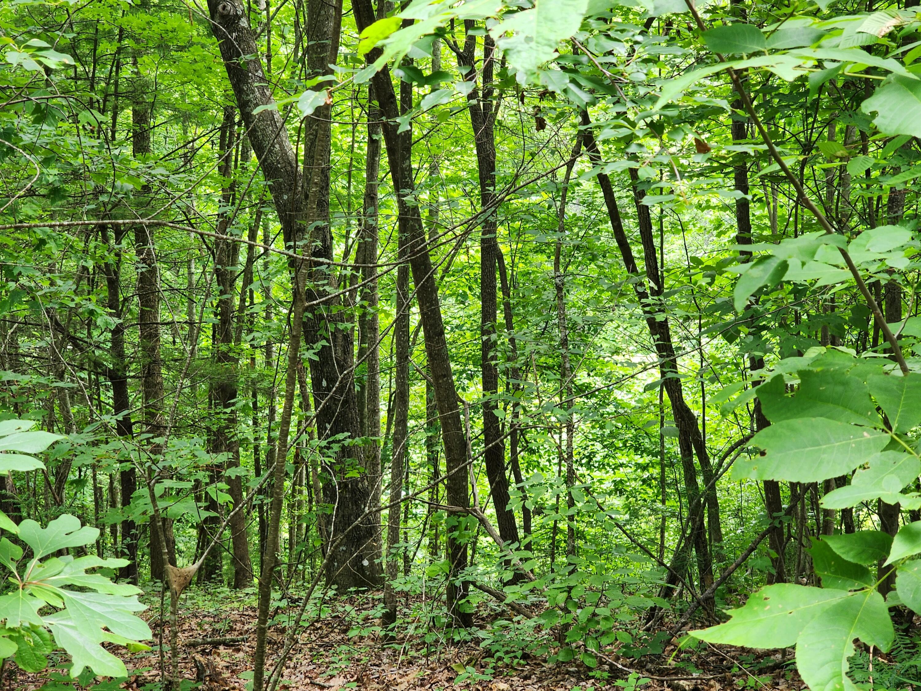 1253 Ryder Church Road Bluff City, TN 37618 - Photo 14 of 75 20230627_115324