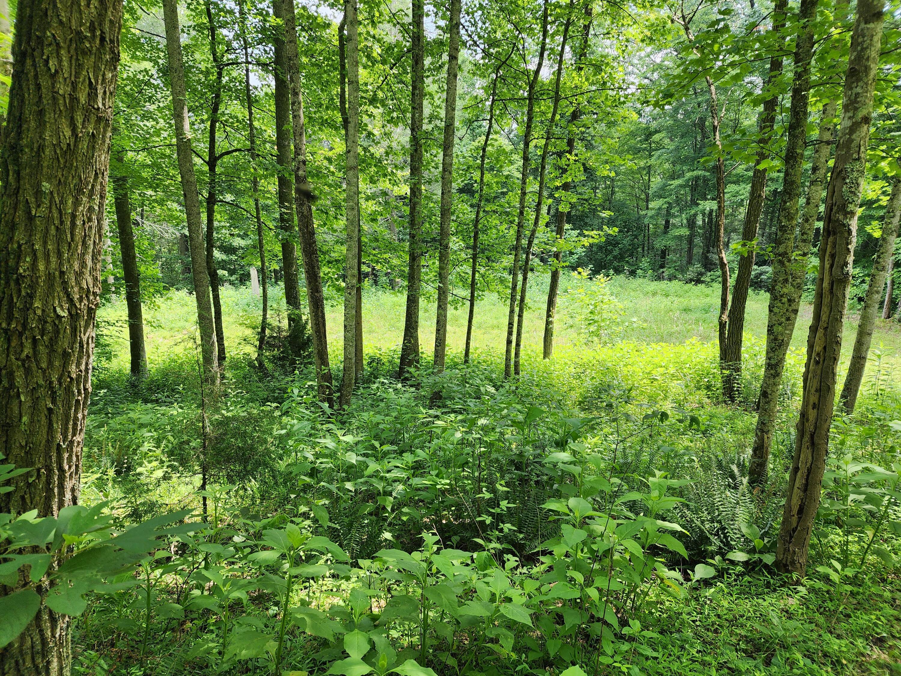 1253 Ryder Church Road Bluff City, TN 37618 - Photo 16 of 75 20230627_121027