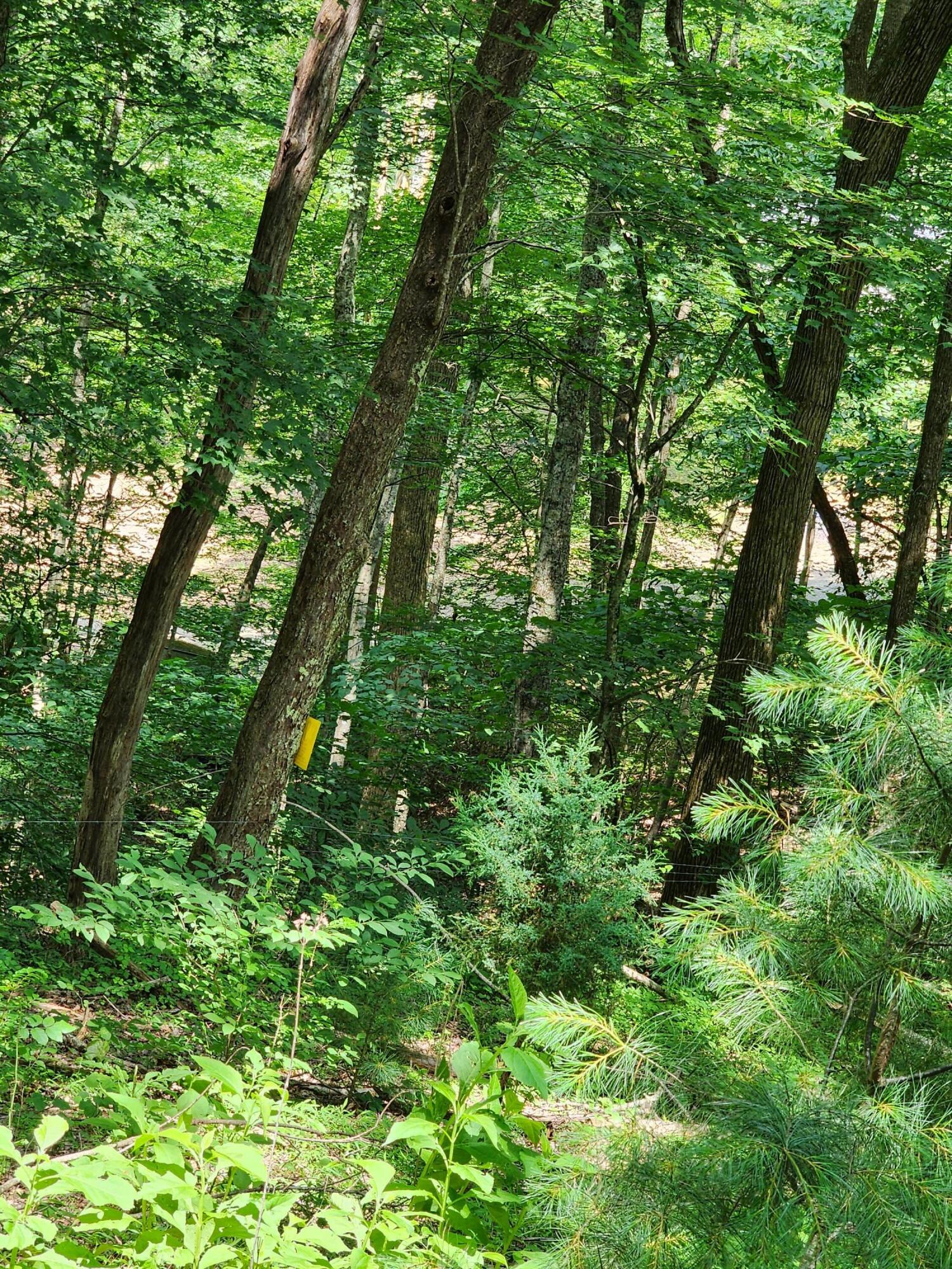 1253 Ryder Church Road Bluff City, TN 37618 - Photo 21 of 75 20230627_121506
