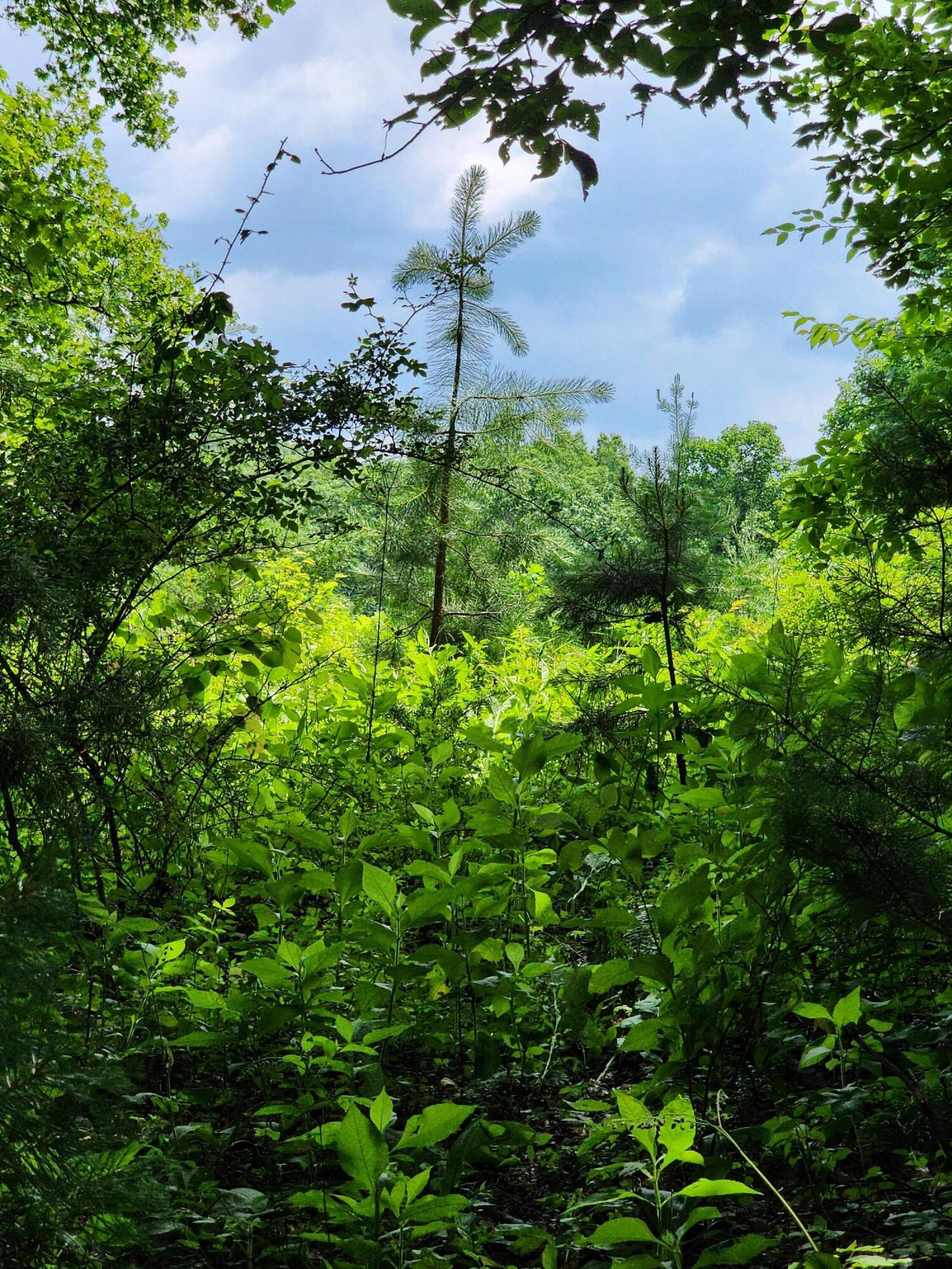 1253 Ryder Church Road Bluff City, TN 37618 - Photo 22 of 75 20230627_121546