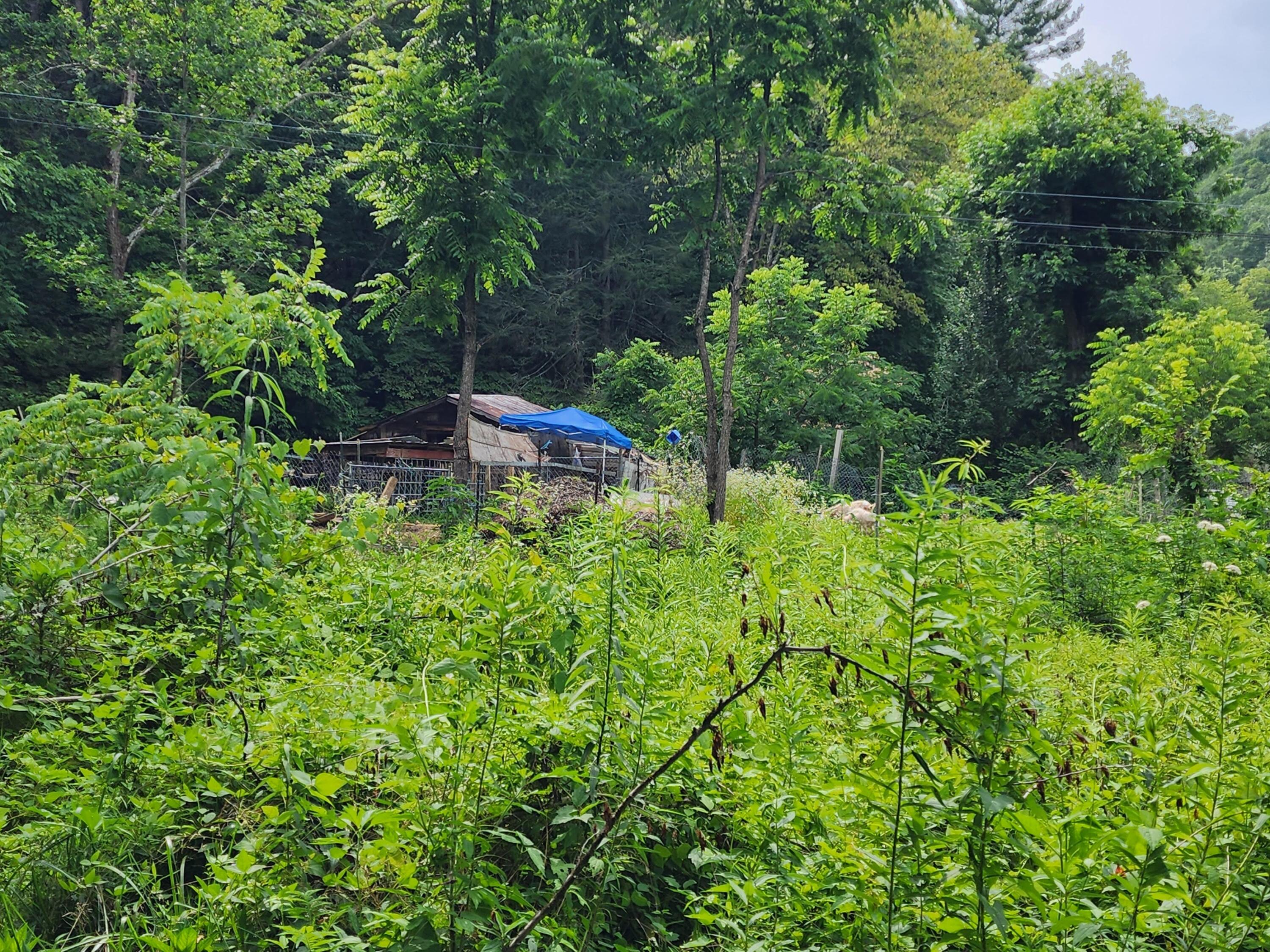 1253 Ryder Church Road Bluff City, TN 37618 - Photo 27 of 75 20230713_163750