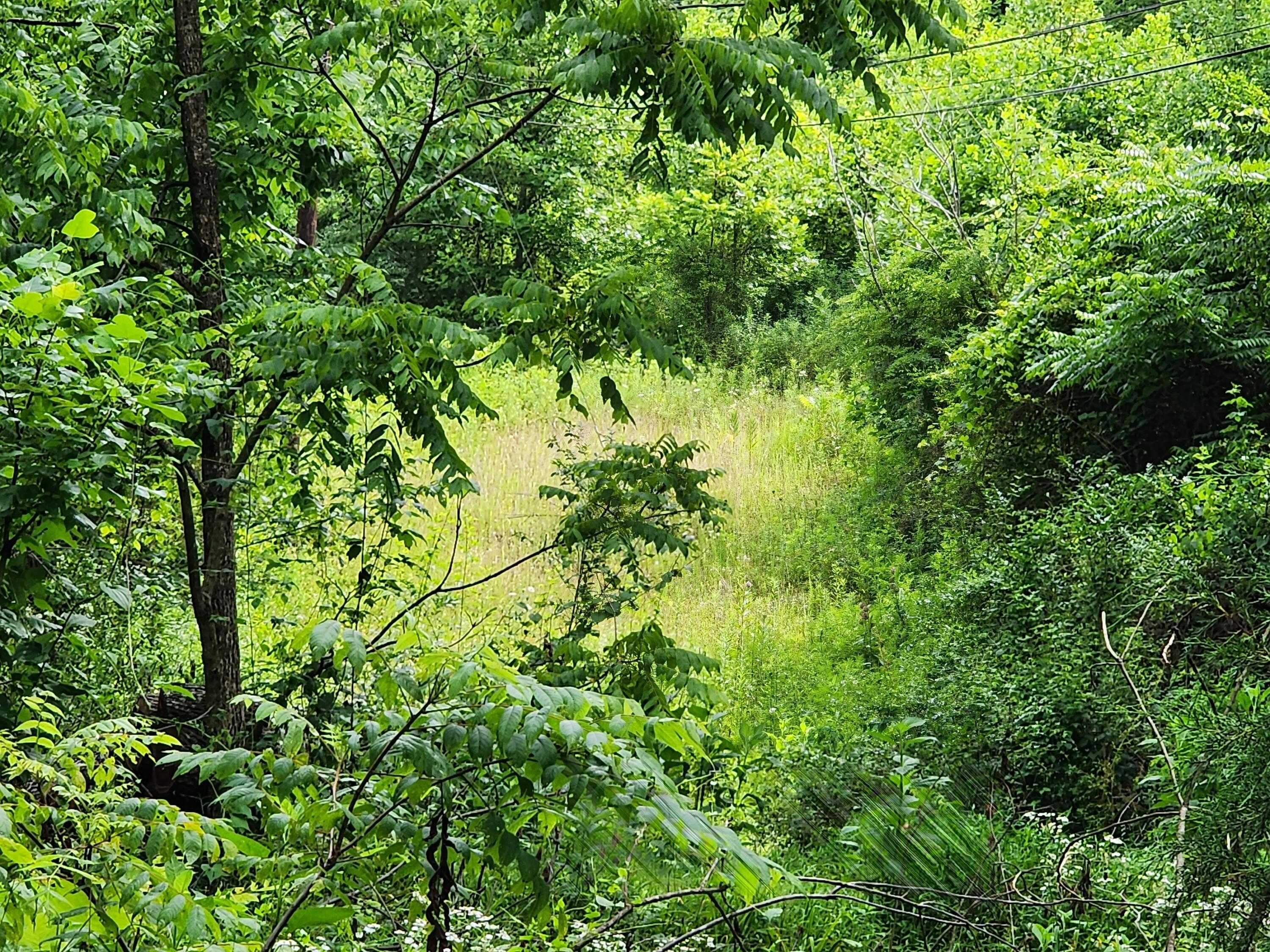 1253 Ryder Church Road Bluff City, TN 37618 - Photo 29 of 75 20230713_163850