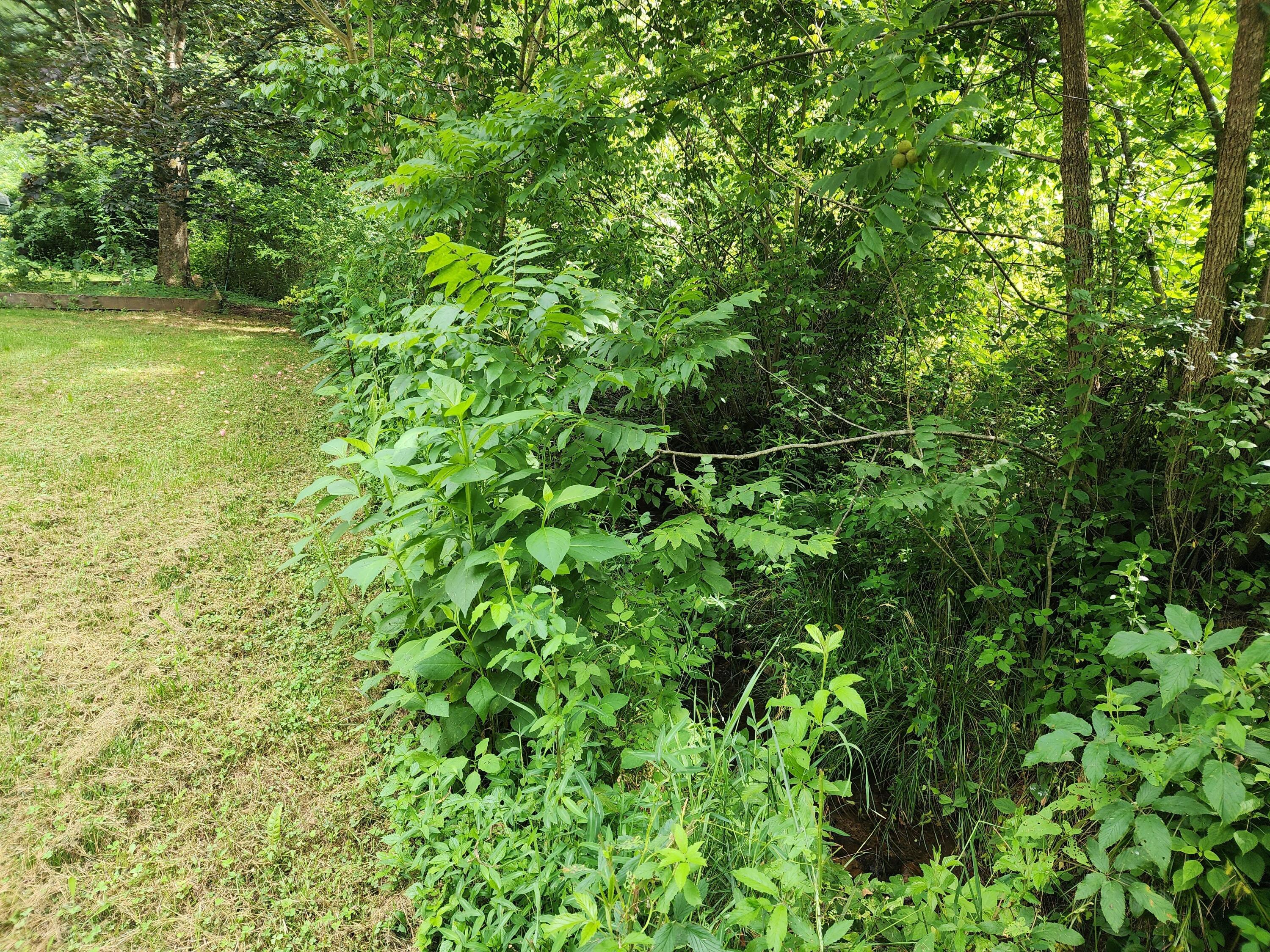 1253 Ryder Church Road Bluff City, TN 37618 - Photo 33 of 75 20230713_164237
