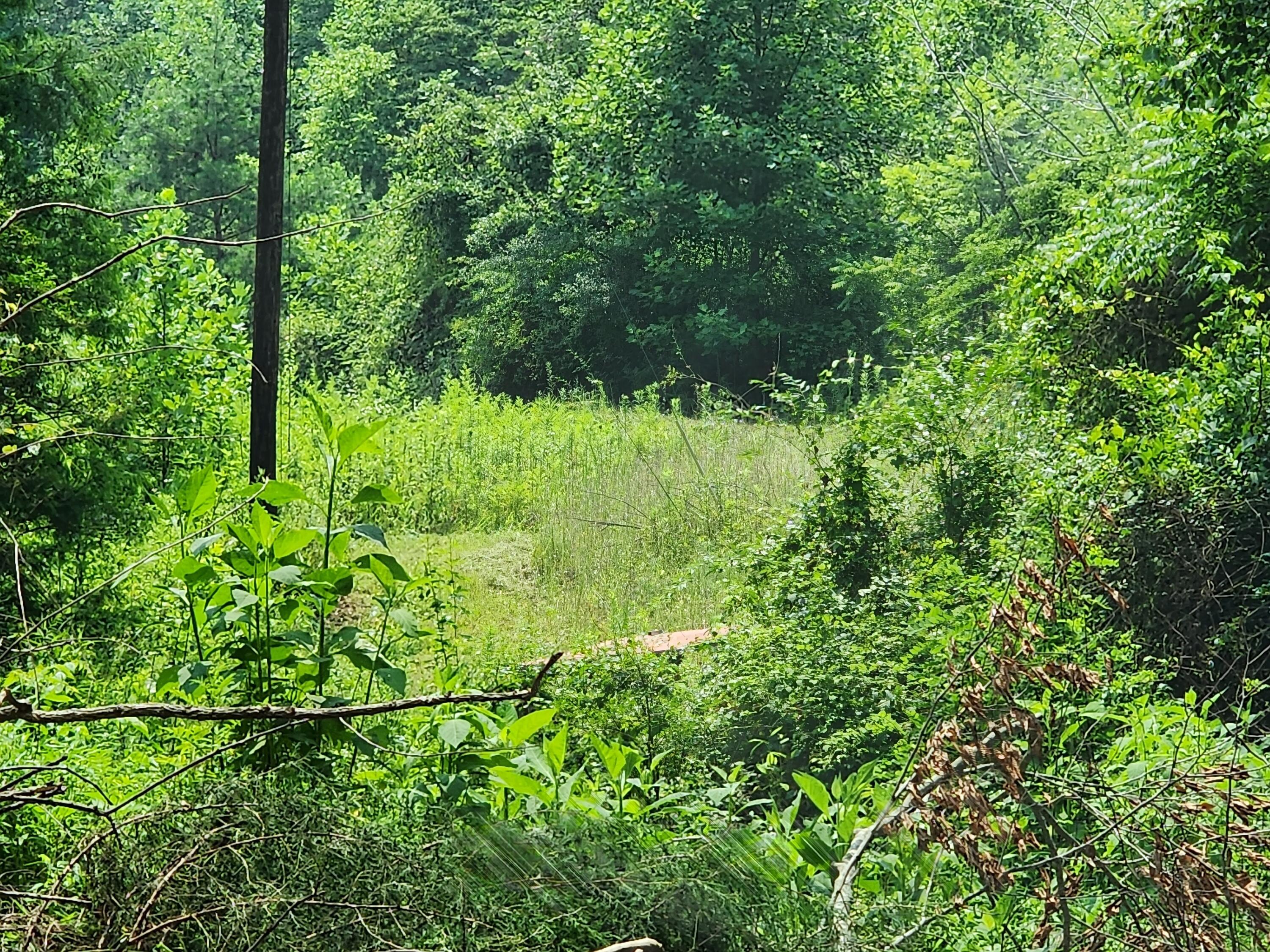 1253 Ryder Church Road Bluff City, TN 37618 - Photo 58 of 75 20230717_133219