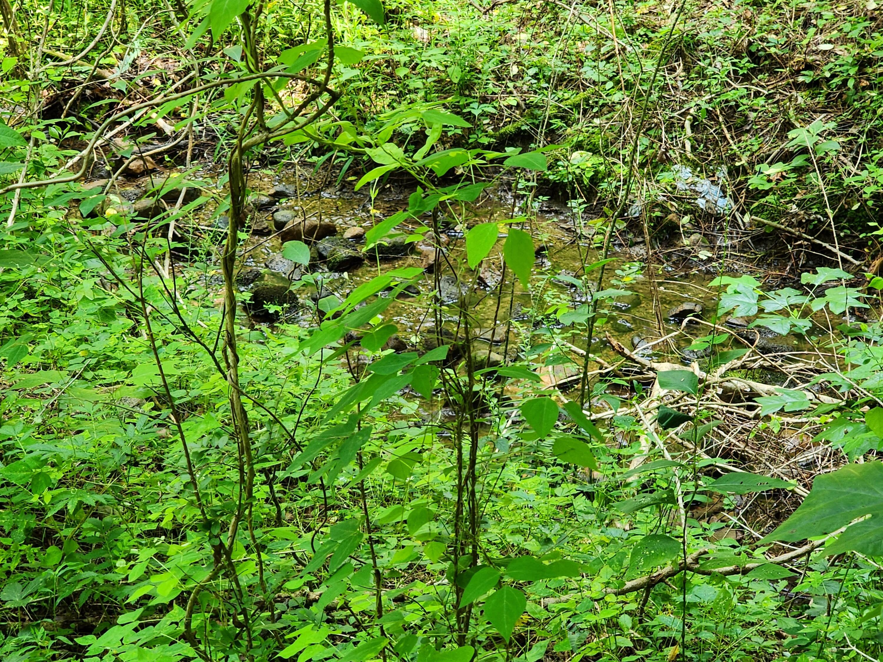 1253 Ryder Church Road Bluff City, TN 37618 - Photo 62 of 75 20230717_141312
