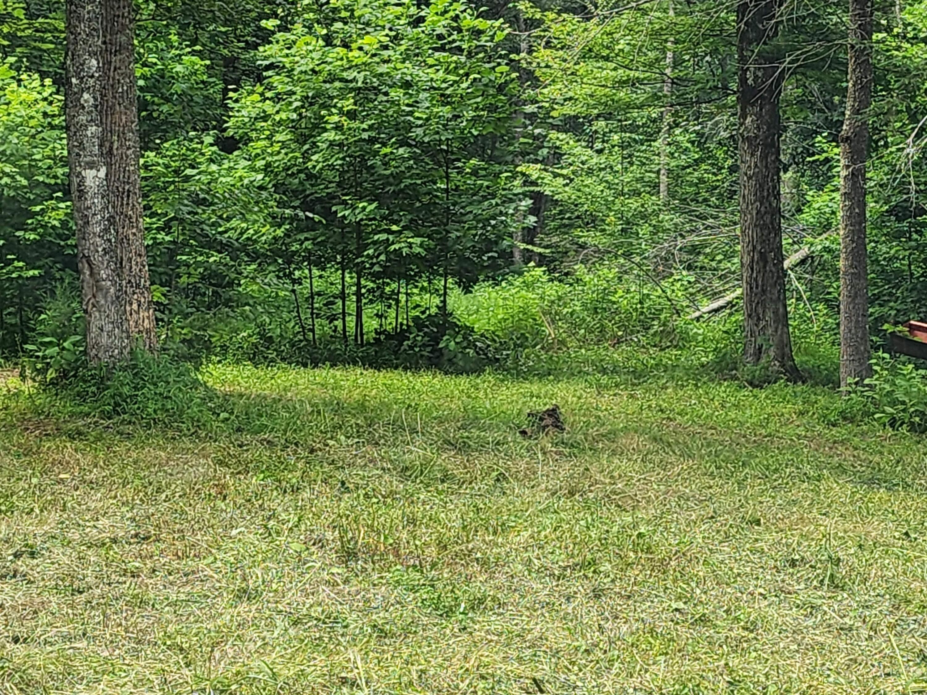 1253 Ryder Church Road Bluff City, TN 37618 - Photo 71 of 75 20230717_162338