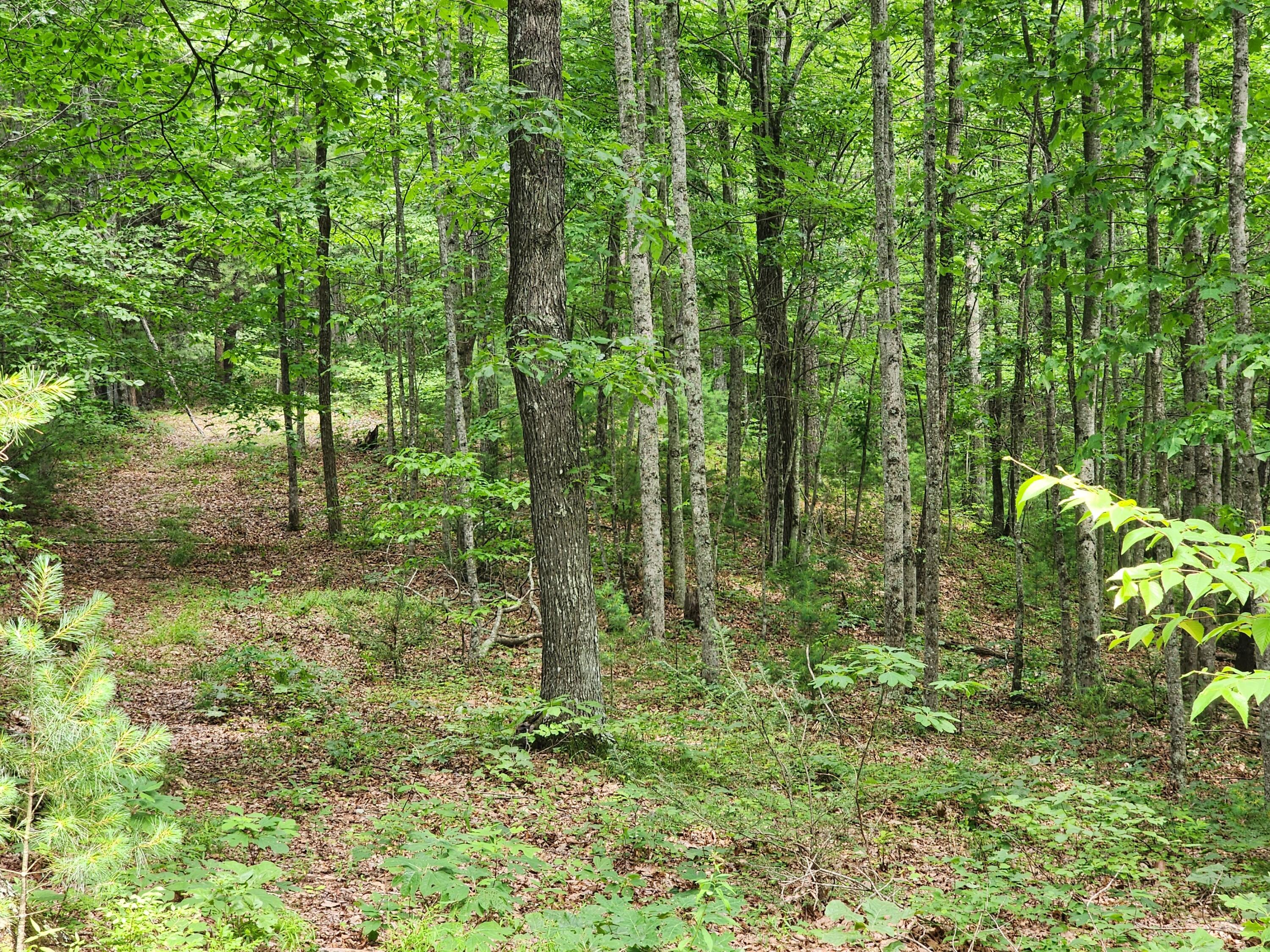 1253 Ryder Church Road Bluff City, TN 37618 - Photo 10 of 75 20230627_115315