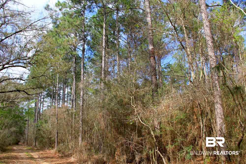 0 County Road 49 Loxley, AL 36551 - Photo 1 of 33