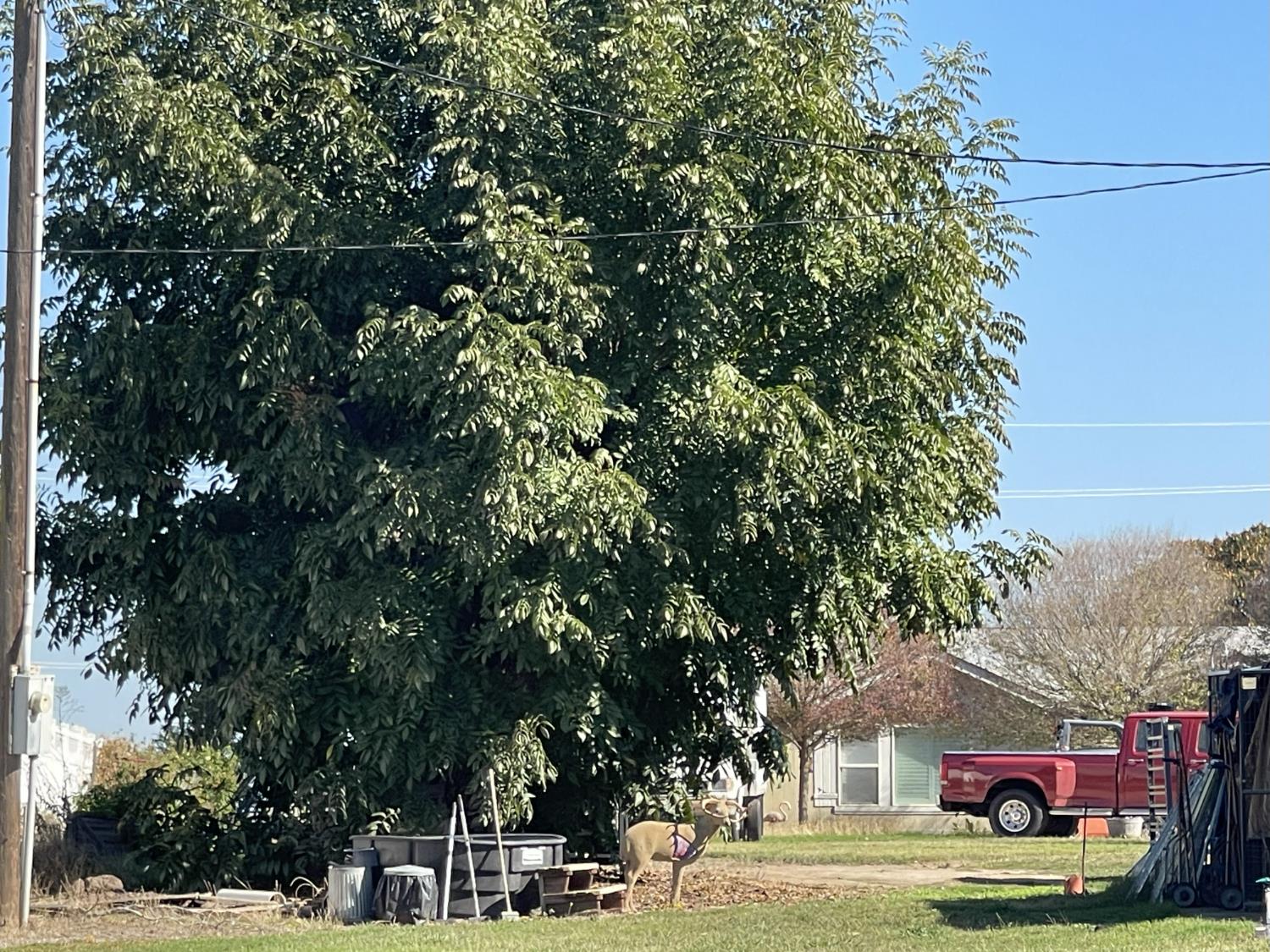 1313 South Stearns Road Oakdale, CA 95361 - Photo 37 of 57 a outdoor view of a building and trees