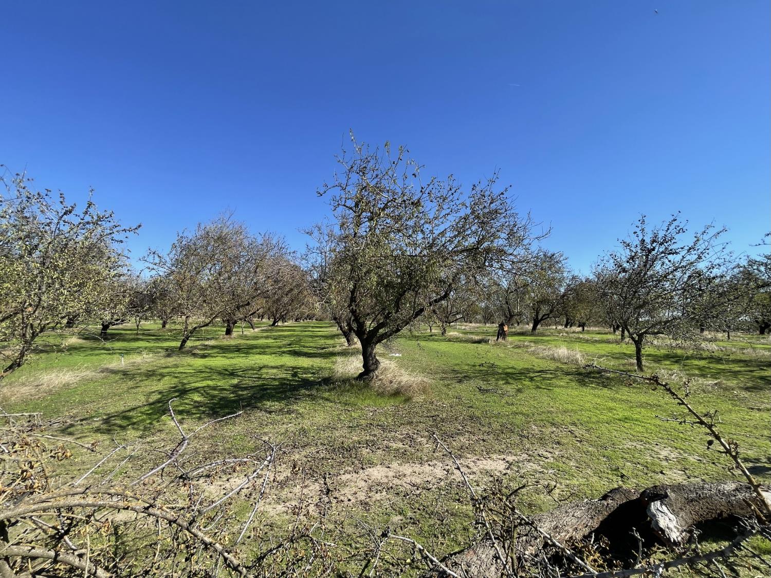 1313 South Stearns Road Oakdale, CA 95361 - Photo 40 of 57 a view of field with trees in background