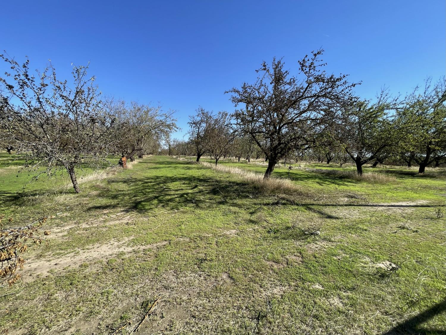 1313 South Stearns Road Oakdale, CA 95361 - Photo 41 of 57 a view of a field with a tree