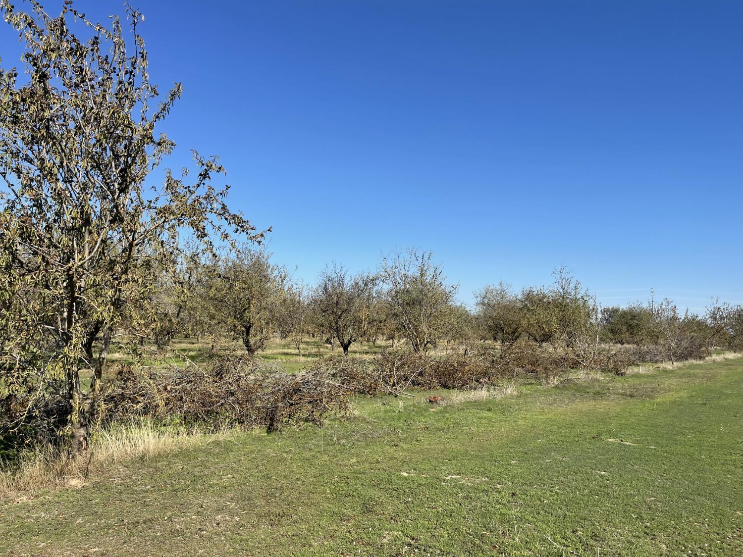 1313 South Stearns Road Oakdale, CA 95361 - Photo 45 of 57 a view of a field of grass and trees