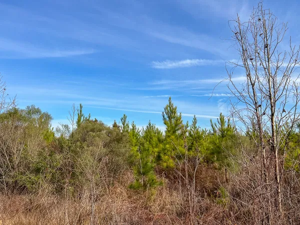 $132,000 | T-8 T-8 Tall Cotton Road, Saratoga, TX 77585