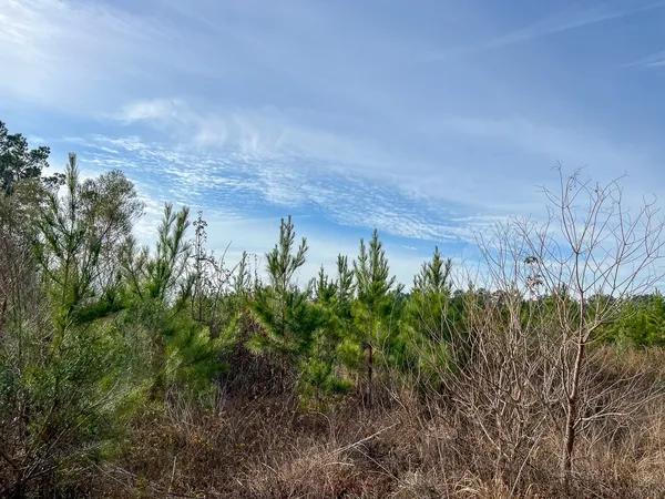 $132,000 | T-8 T-8 Tall Cotton Road, Saratoga, TX 77585