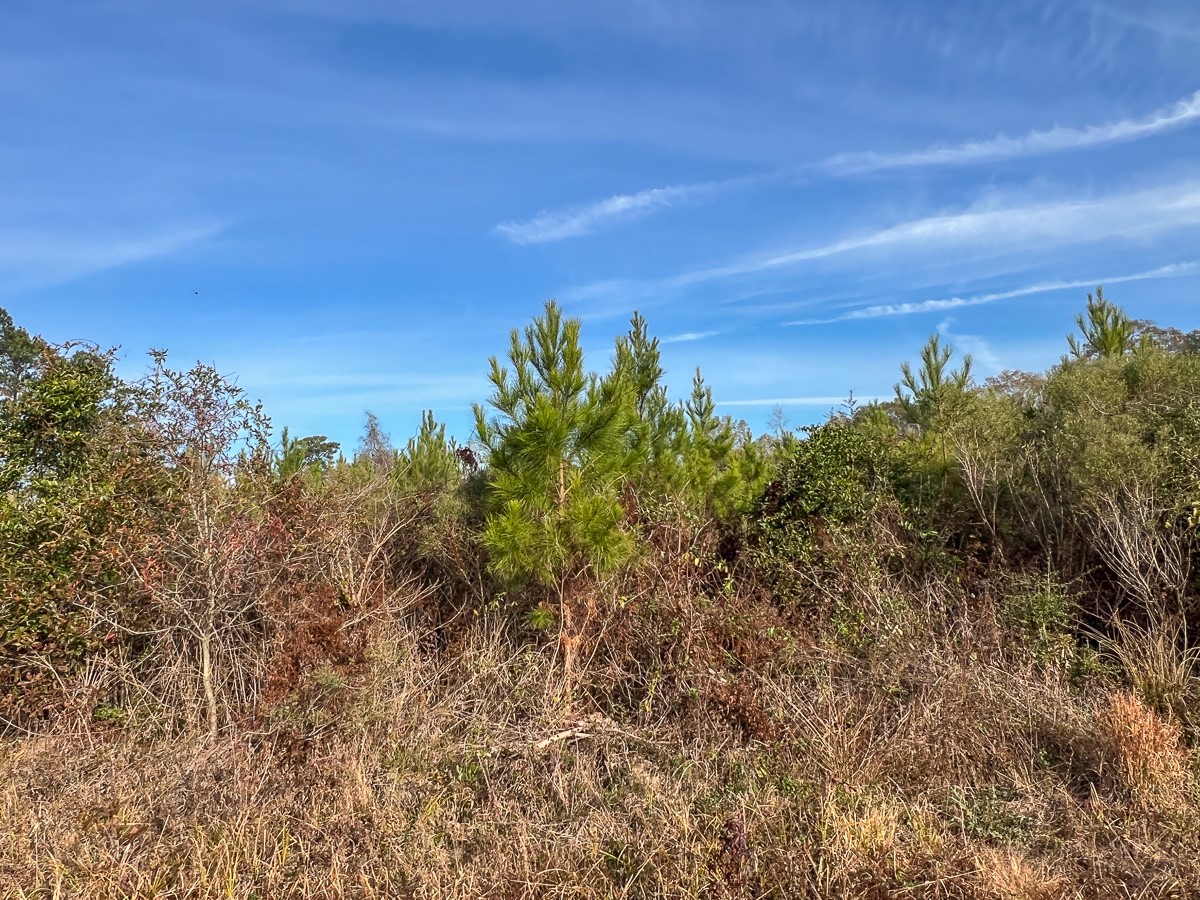 T-8 T-8 Tall Cotton Road Saratoga, TX 77585 - Photo 7 of 34