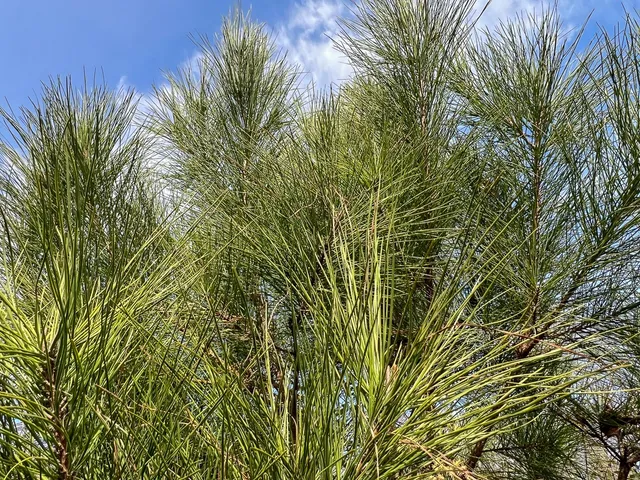 a view of a plant in a garden