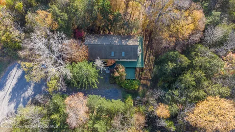 a view of a tree in a forest