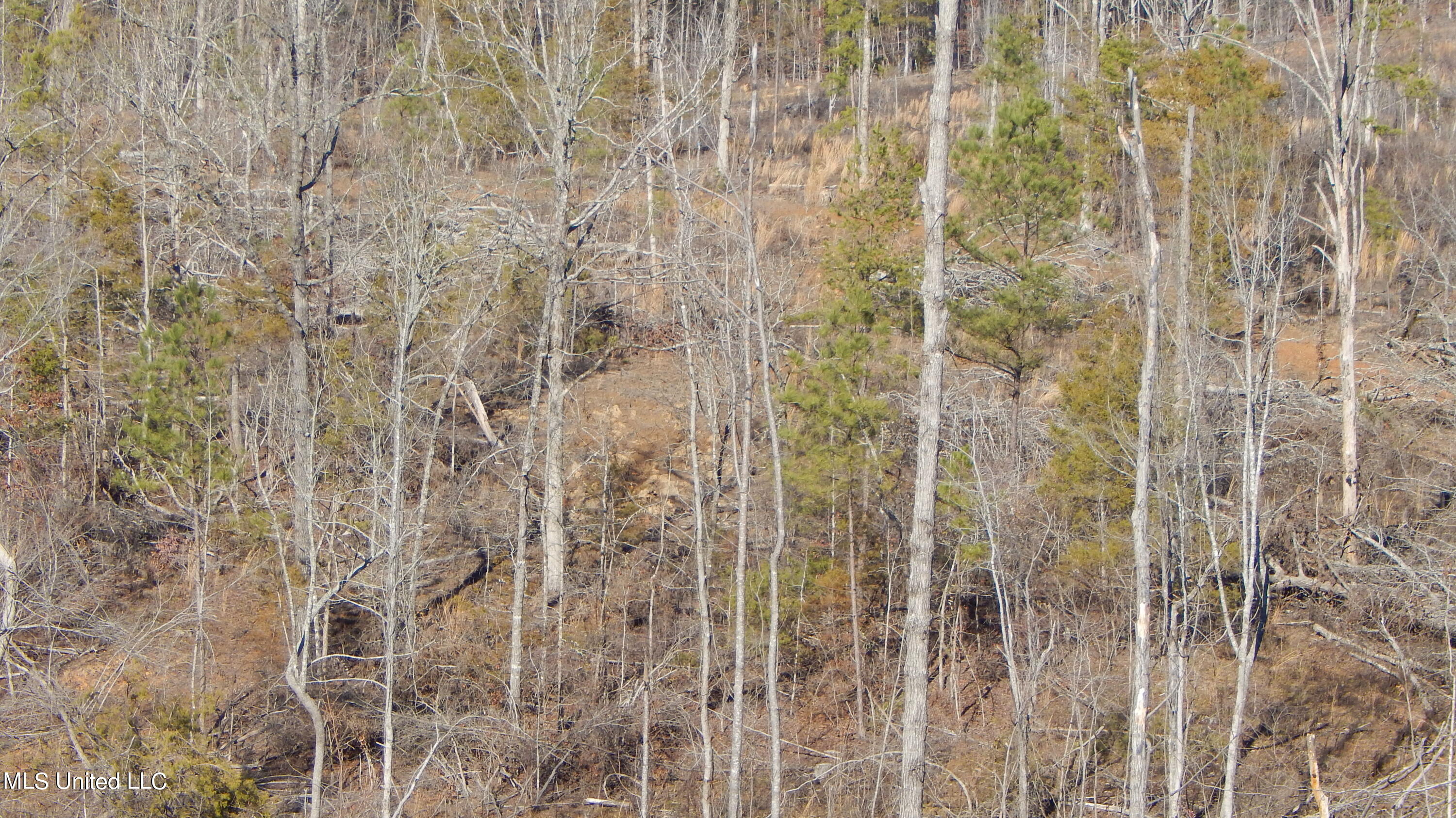 706 Graysport Crossing Road Gore Springs, MS 38929 - Photo 13 of 26 DSCN4705