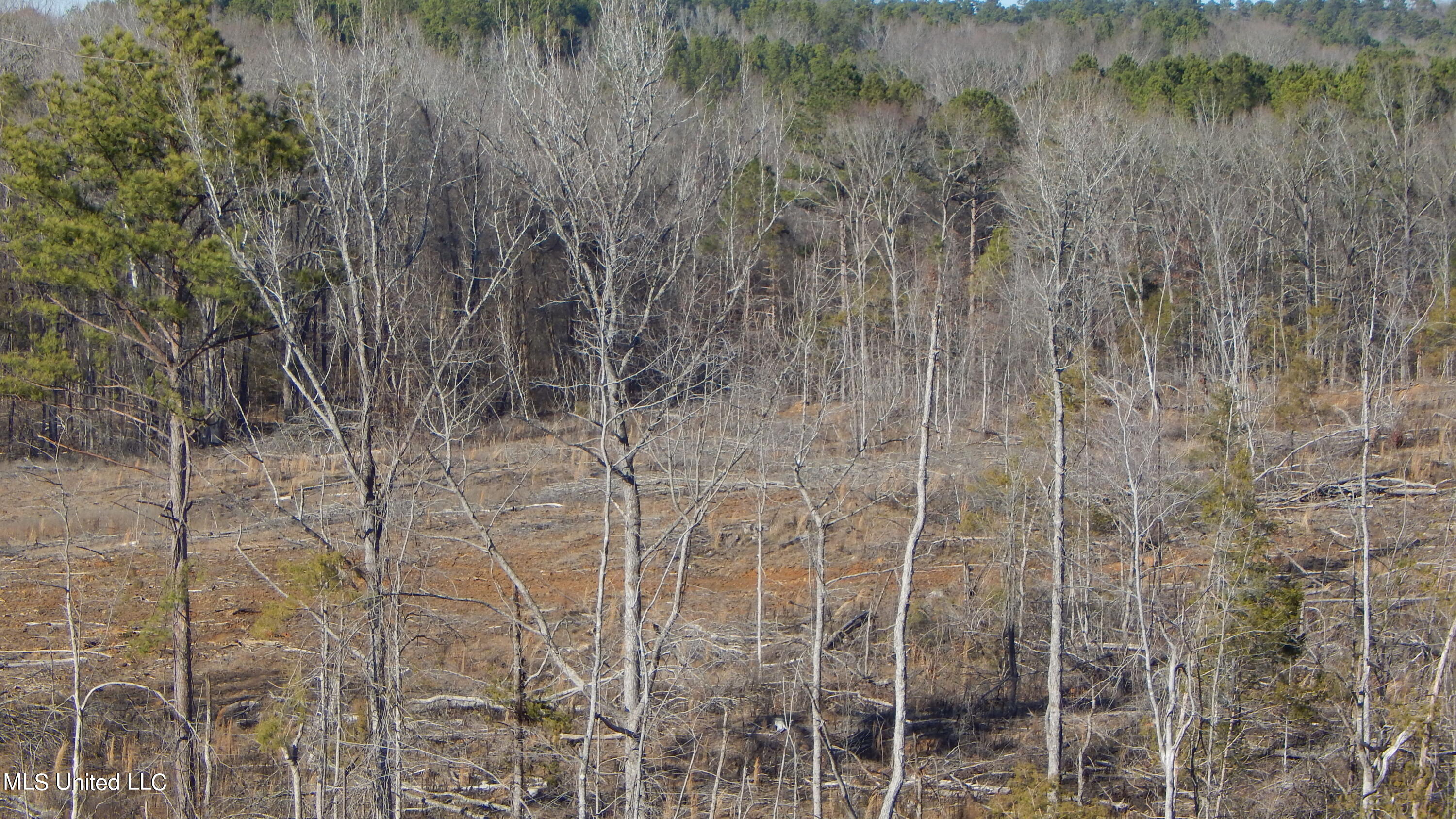 706 Graysport Crossing Road Gore Springs, MS 38929 - Photo 14 of 26 DSCN4706