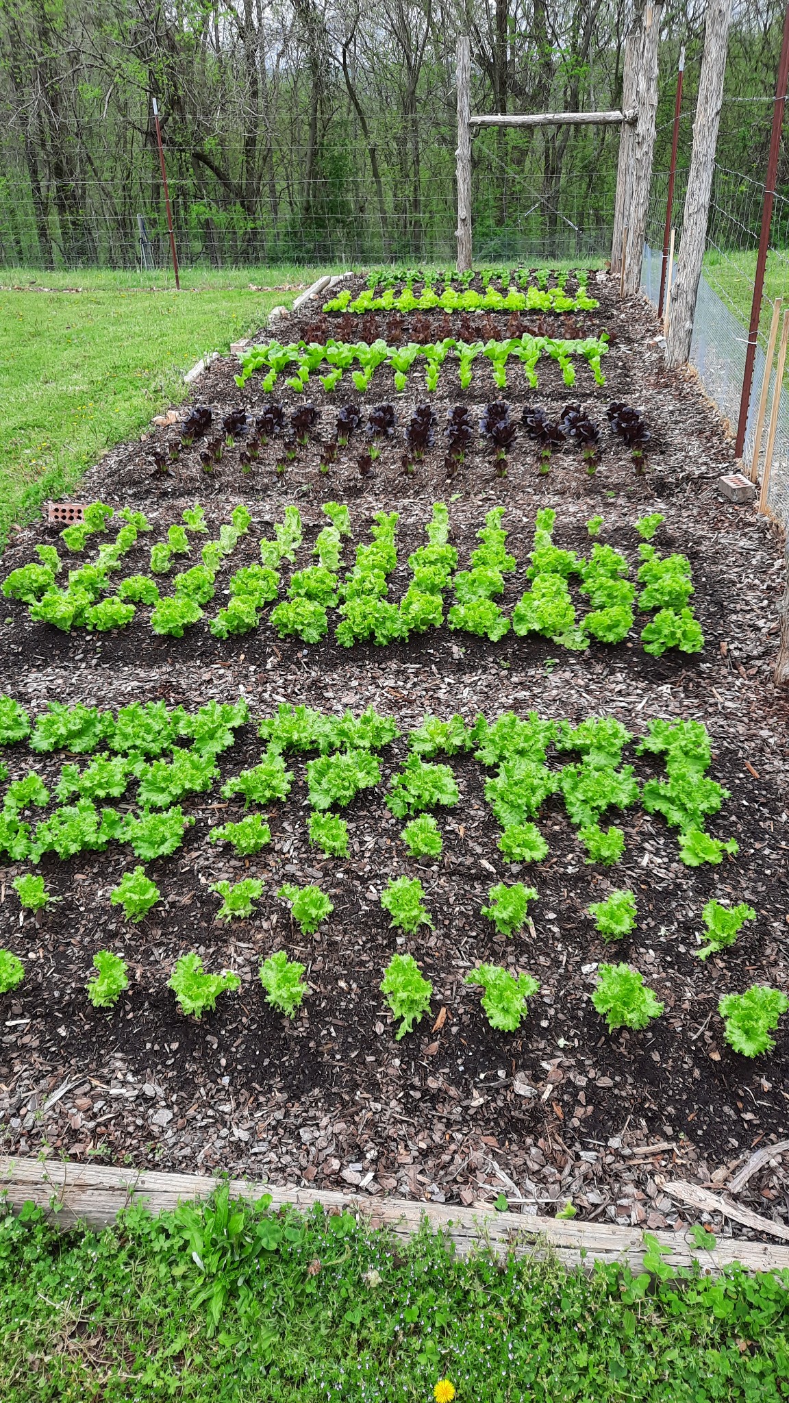 35 Quail Run Lane Flintville, TN 37335 - Photo 51 of 56