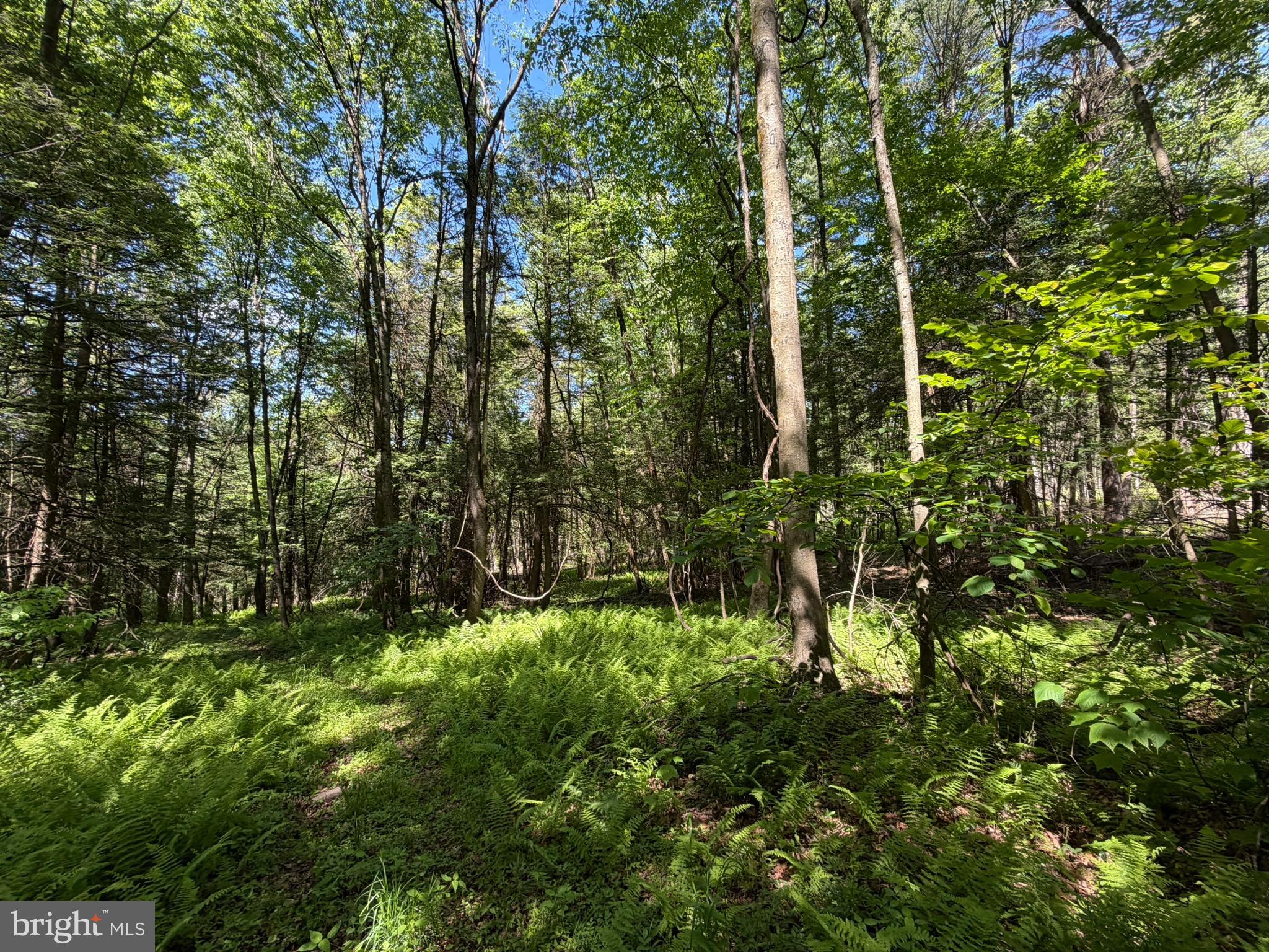 580 Fairview Road Howard, PA 16841 - Photo 25 of 100 a view of outdoor space and trees