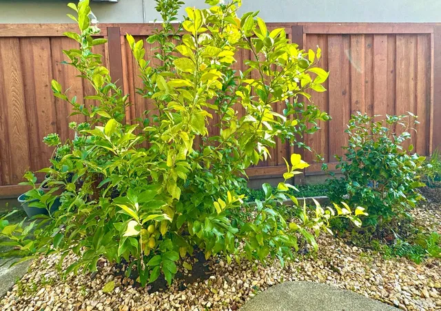 $778,000 | 3739 Parrett Avenue, Napa, CA 94558