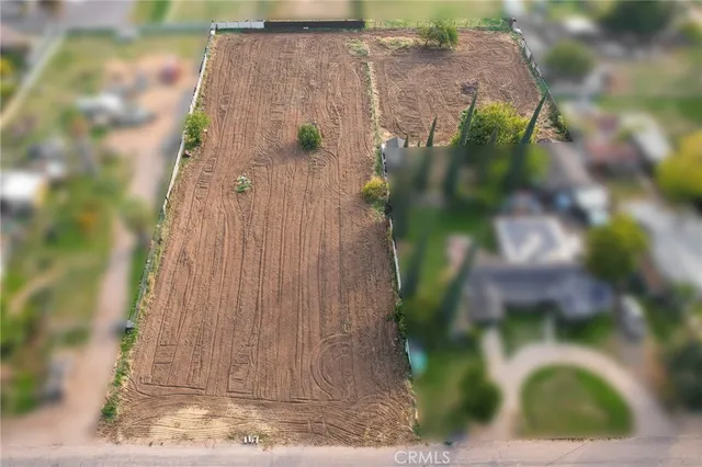 a view of a tree with a plant